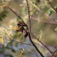 Chloroxylon swietenia DC.